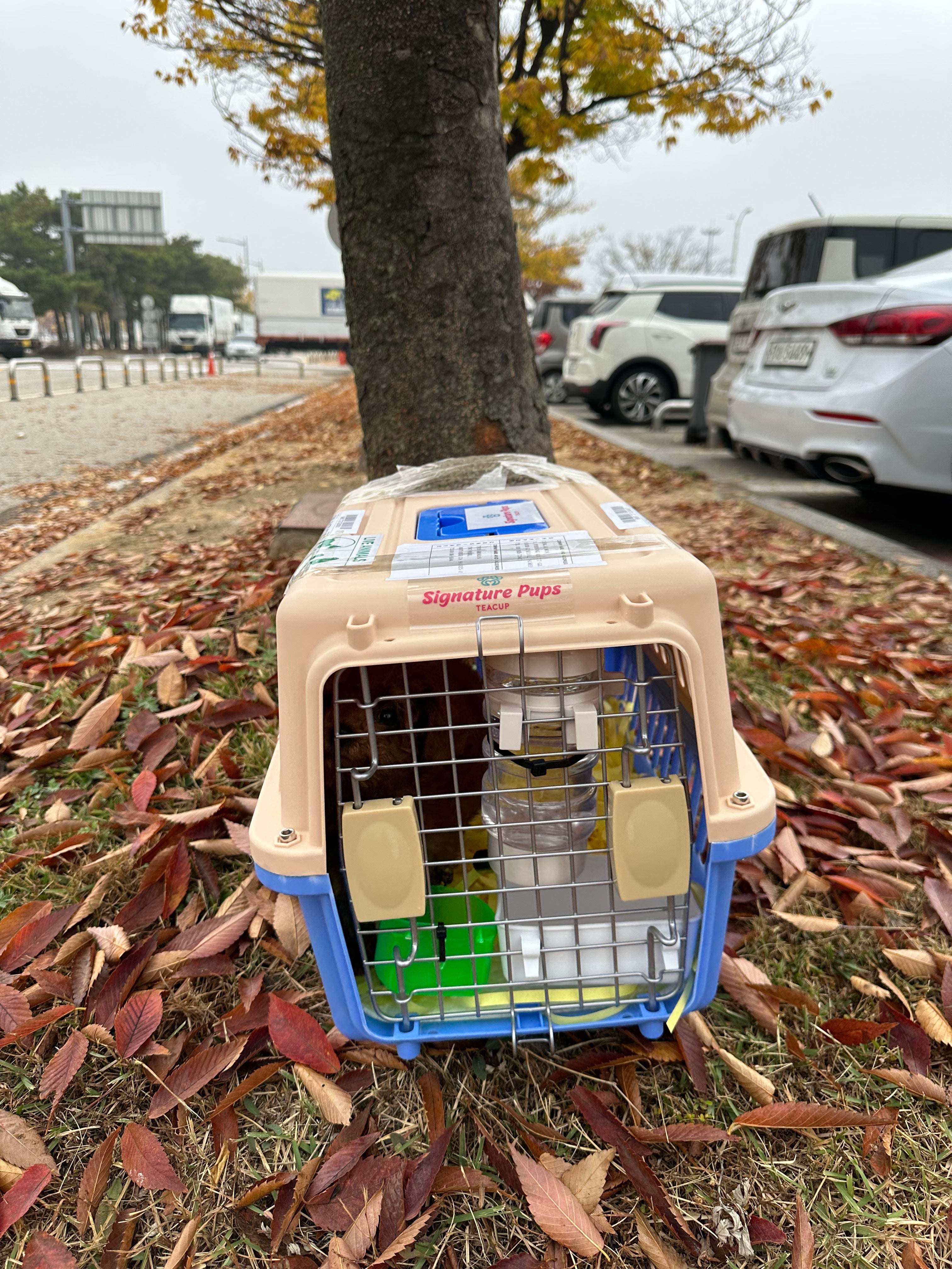 Male Poodle travled to Los Angeles Signature Teacup Pups