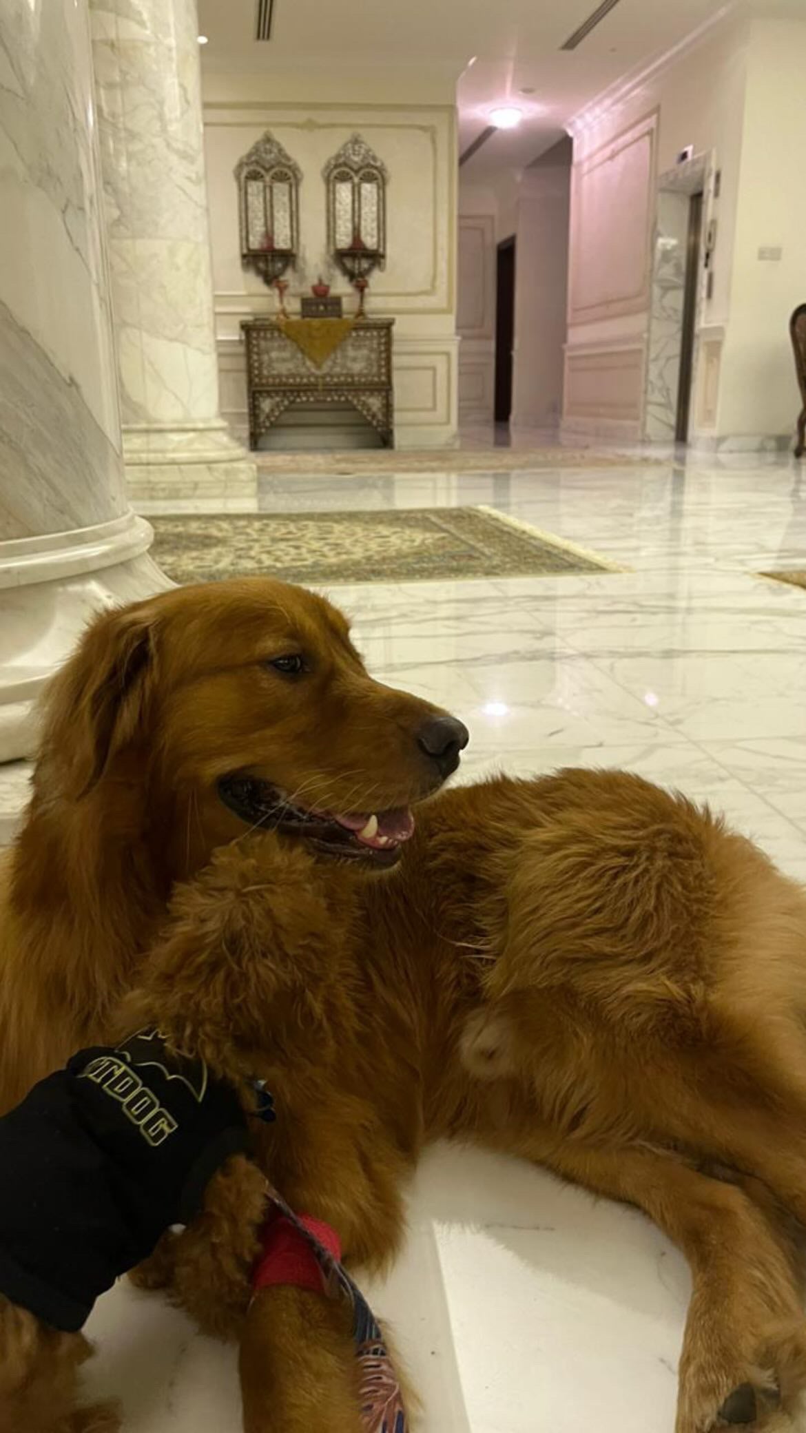 Male Poodle Loki from Dubai Signature Teacup Pups