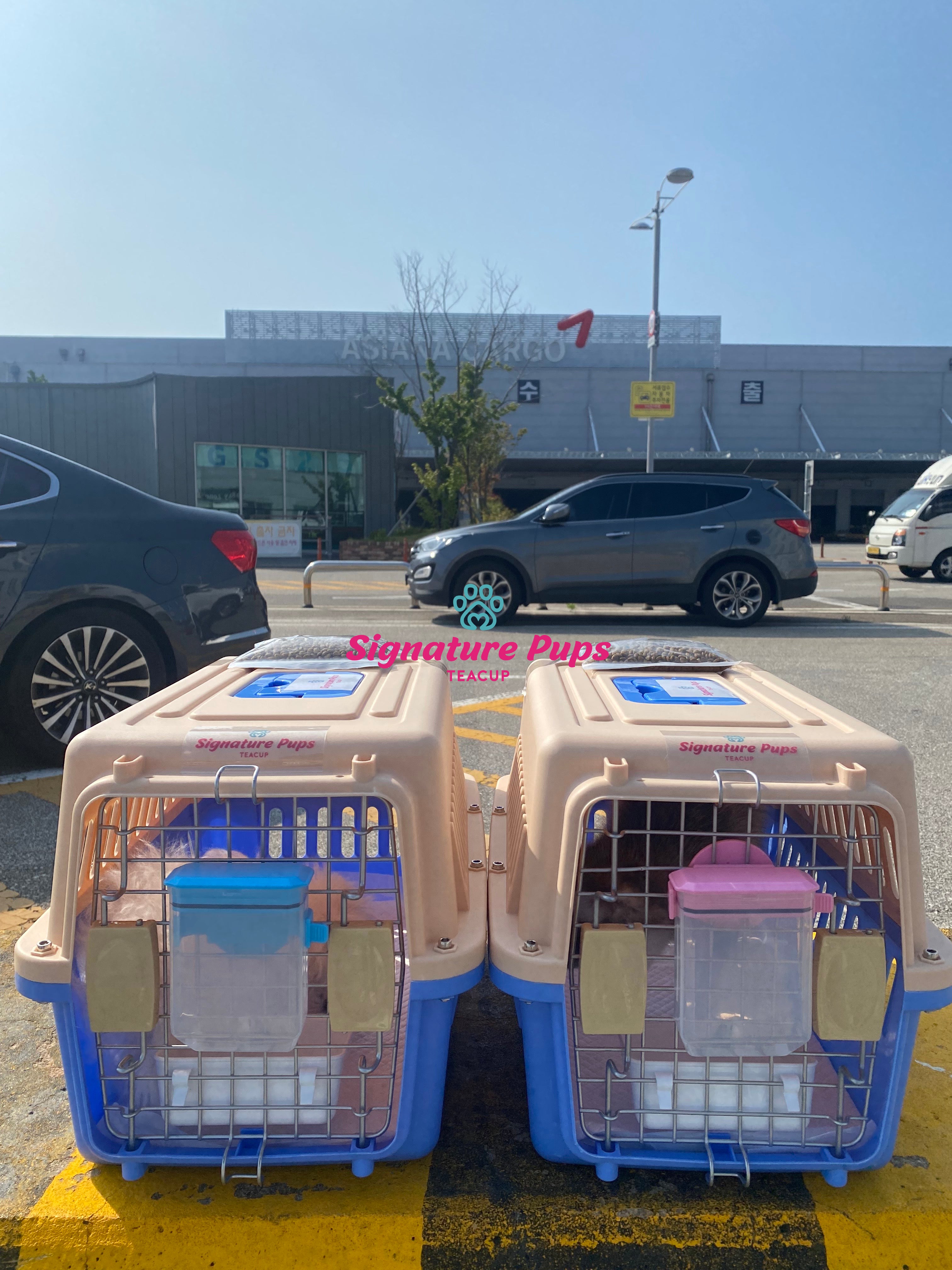 Two of puppies are traveled to Dubai Signature Teacup Pups