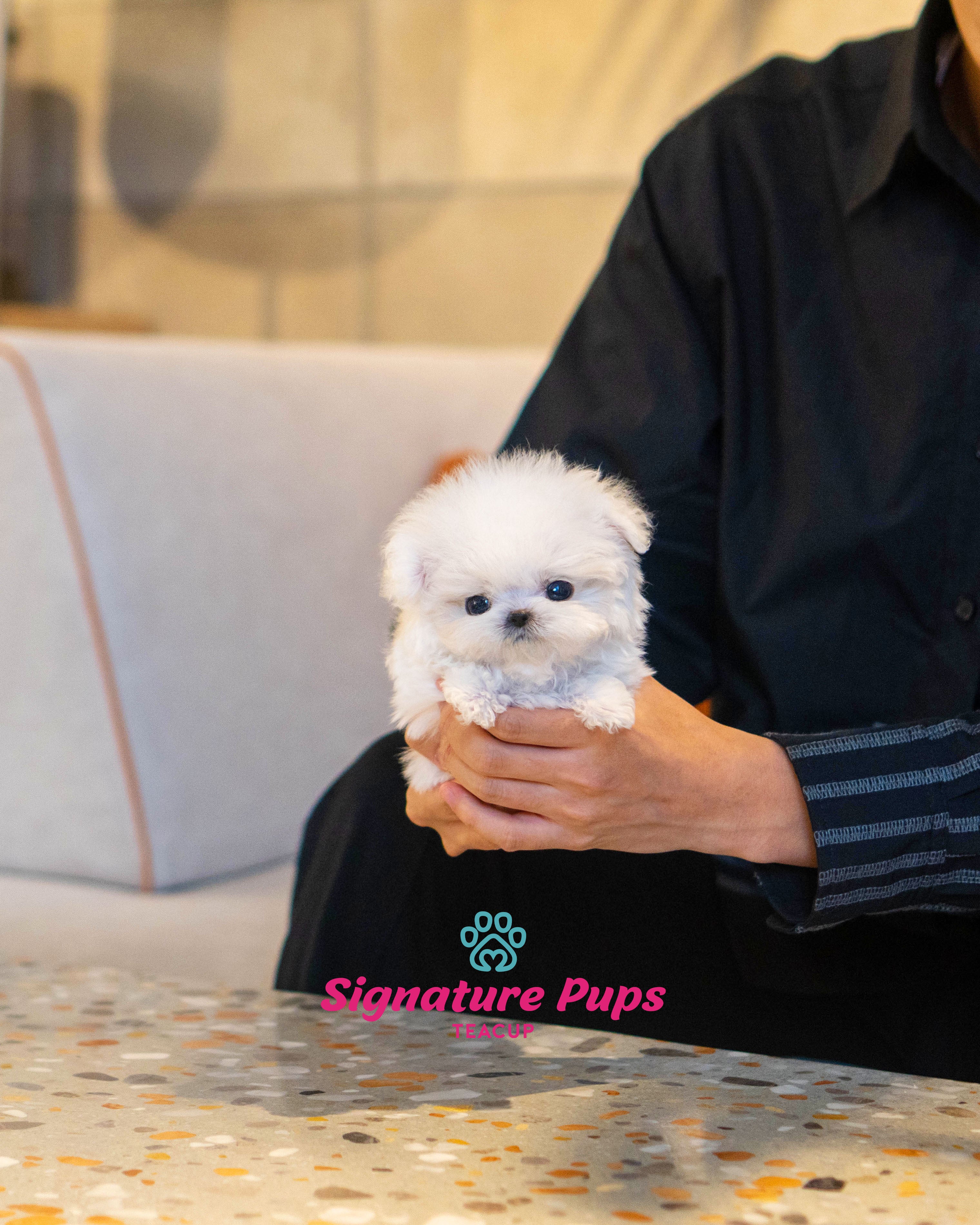 Micro Bichon Frise Mochi Signature Teacup Pups