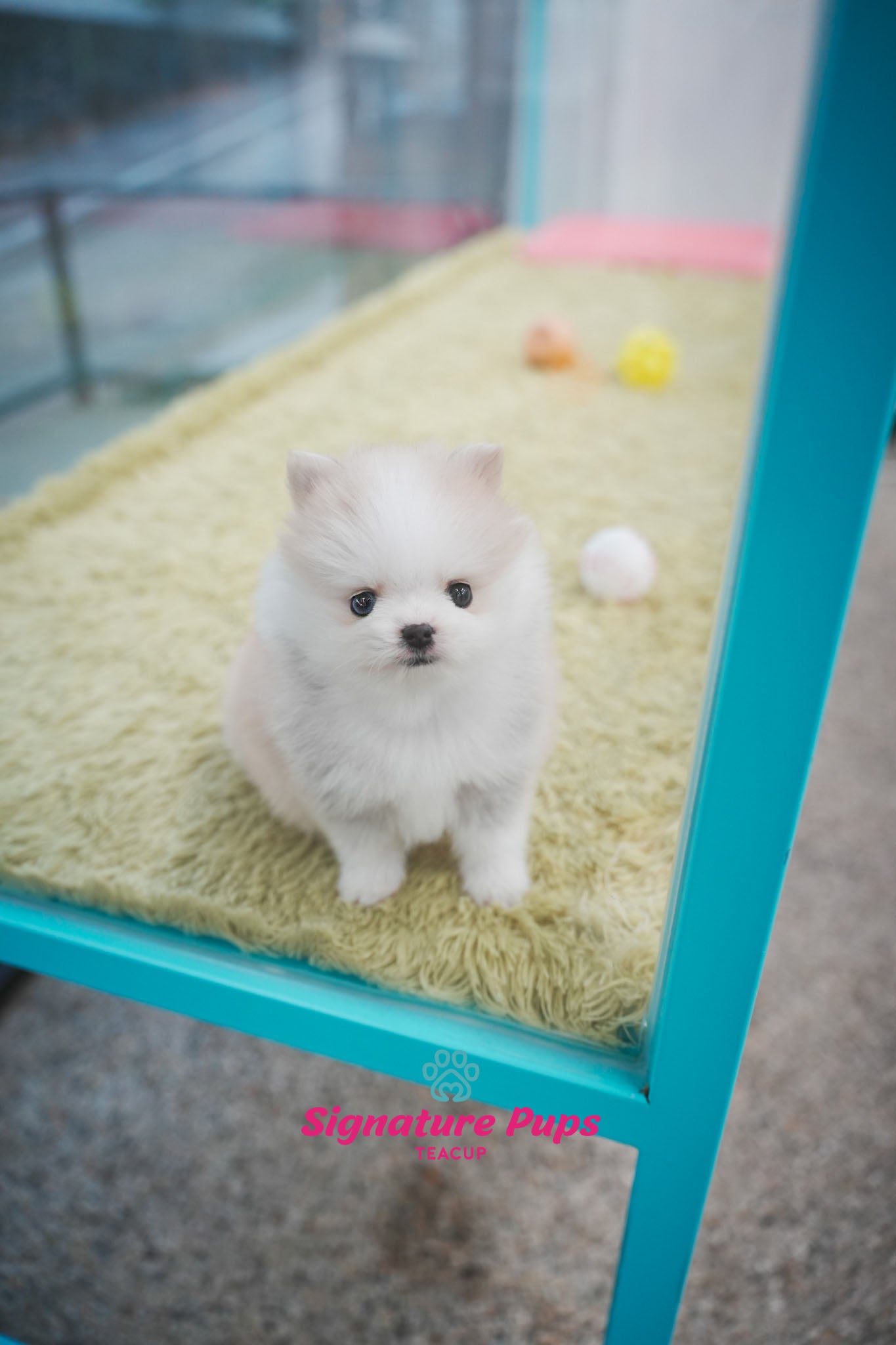 Blue Eye Pomsky - Neo – Signature Teacup Pups