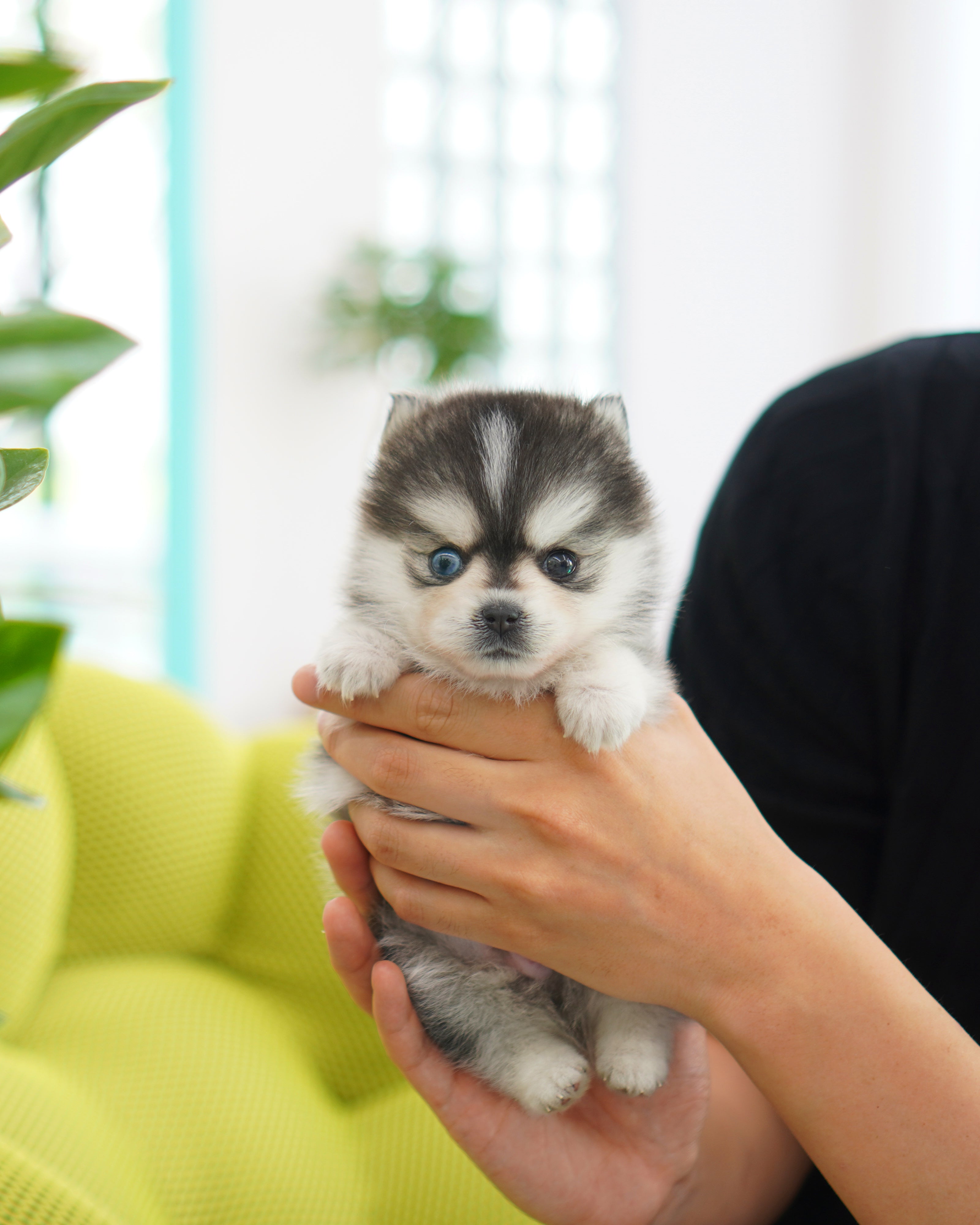 Male Pomsky Max Signature Teacup Pups male-pomsky-max-signature-teacup-pups