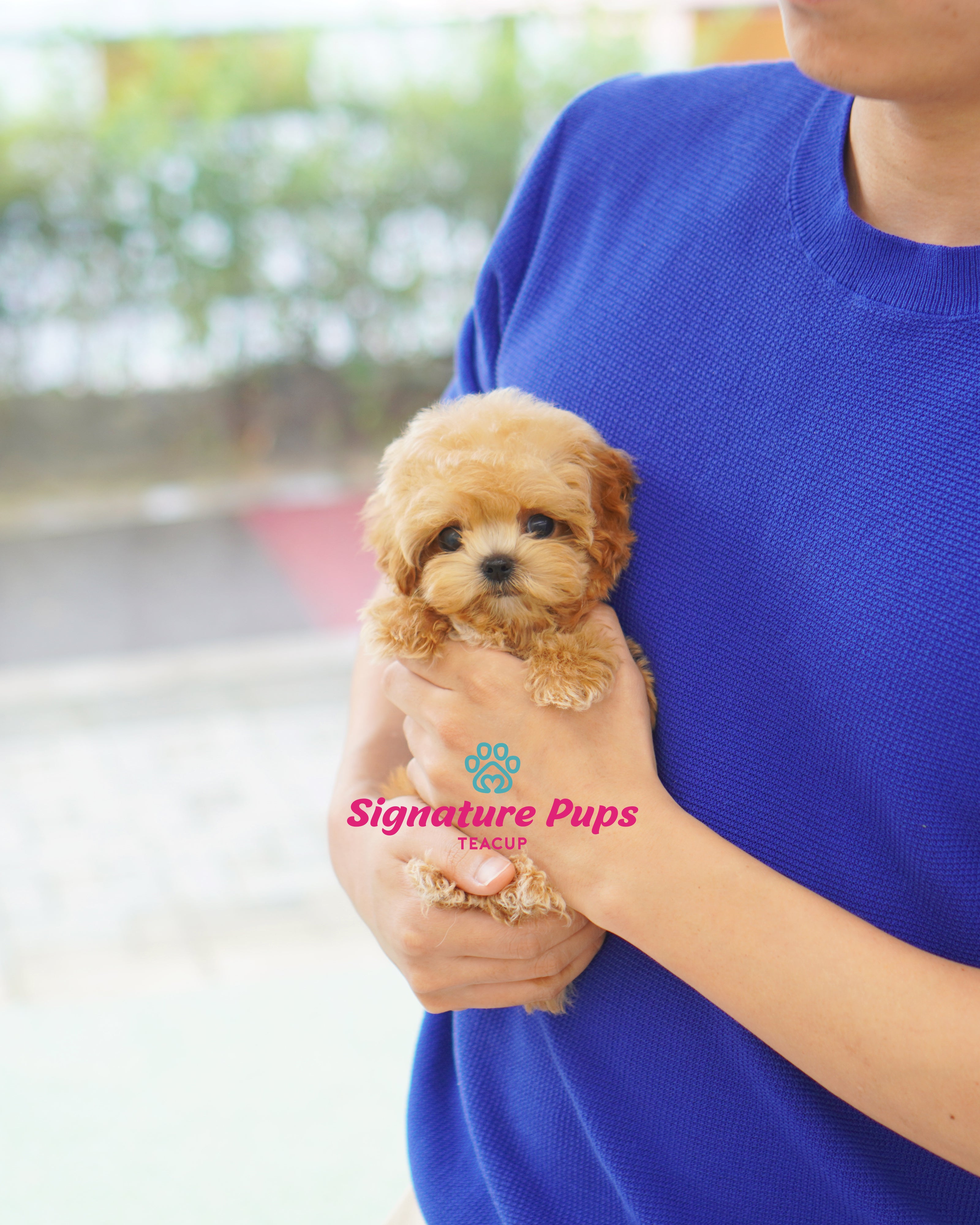 Buy best sale teacup maltipoo