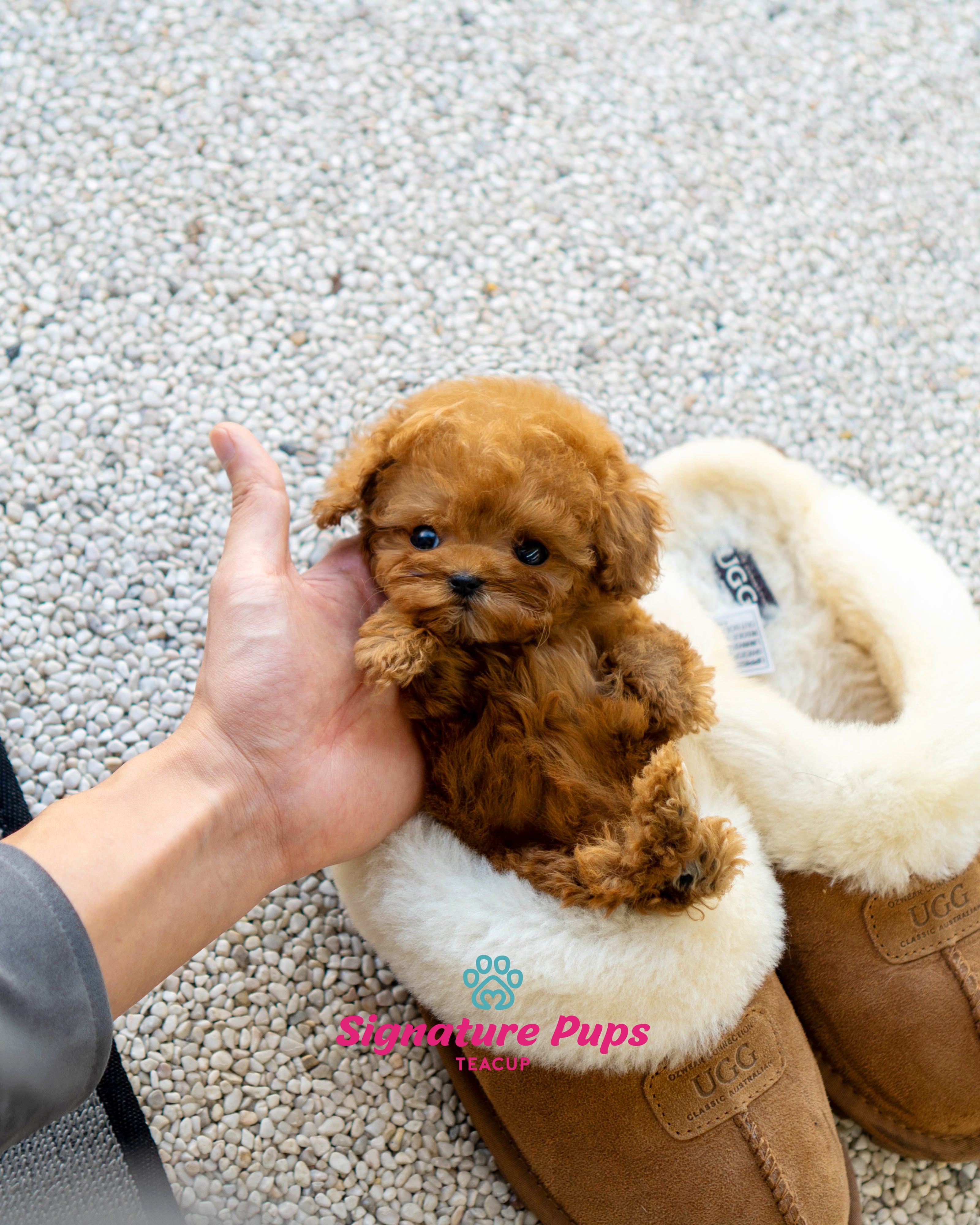 Full Grown Teacup Poodles full-grown-teacup-poodles