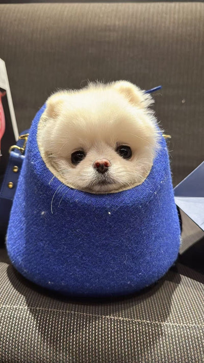 Male Pomeranian Luffy from Los Angeles