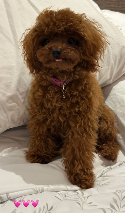 Female Poodle Maya from Mexico