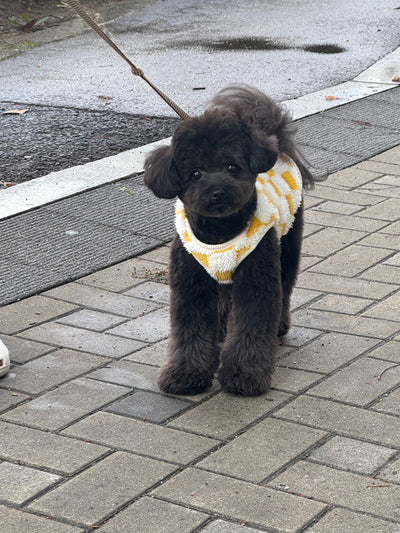 Female Maltipoo Kkami from Korea
