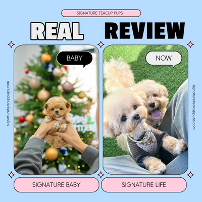 Cream Maltipoo Luffy ♥