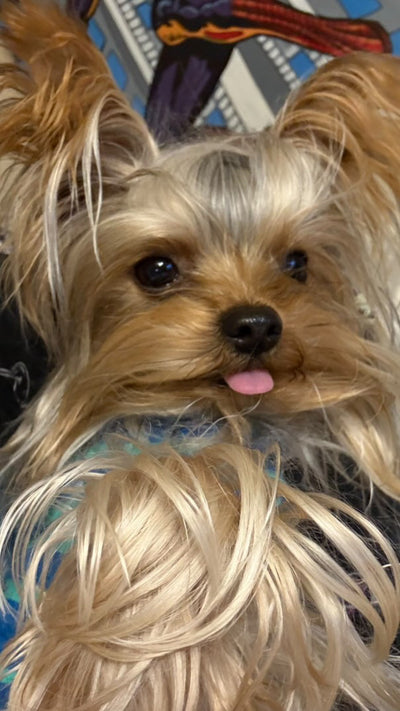 Yorkshire Terrier Mochi from Los Angeles