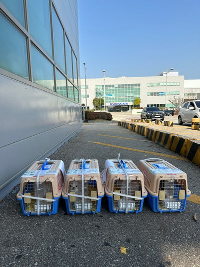 Four of puppies are traveled to Los Angeles