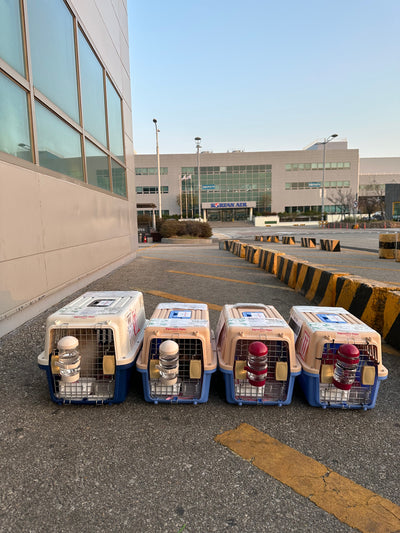Five of puppies are traveled to Los Angeles and Chicago and San Francisco