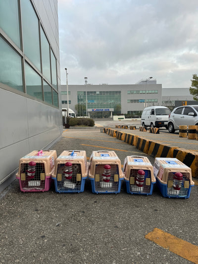 Five of puppies are traveled to Dubai