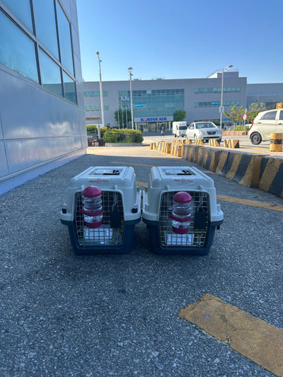 Two of puppies are traveled to Kuwait
