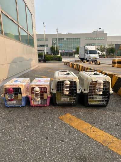 Four of puppies are traveled to New York and Kuwait