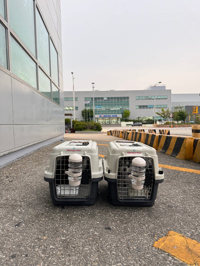 Two of puppies are traveled to Kuwait