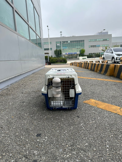 Two of puppies are traveled to New York