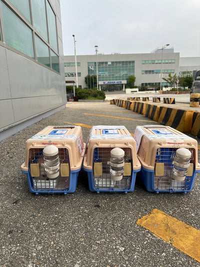 Three of puppies are traveled to Los Angeles and San Francisco