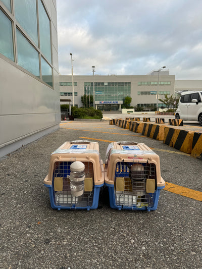 Two of puppies are traveled to New York