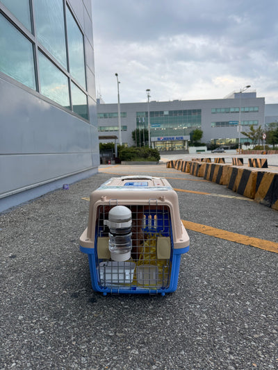 Male Poodle Bo travled to UK