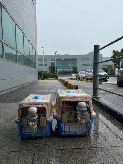 Three of puppies are traveled to Dubai