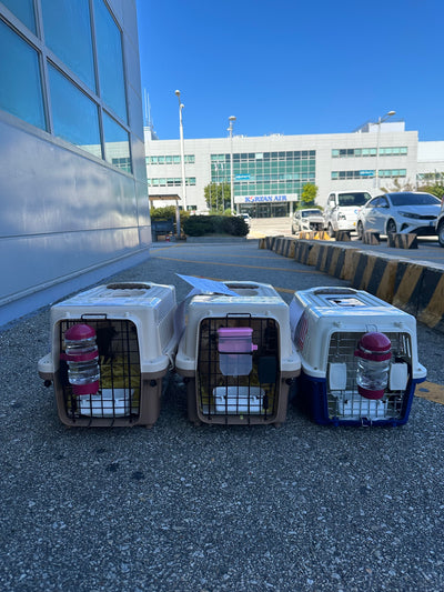 Three of puppies are traveled to Thailand and Toronto