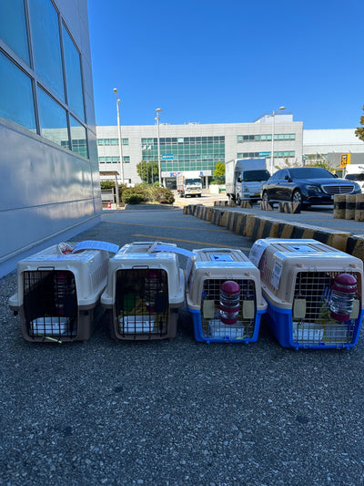 Four of puppies are traveled to Toronto and San Francisco