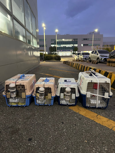 Four of puppies are traveled to Chicago and Dallas and Dubai