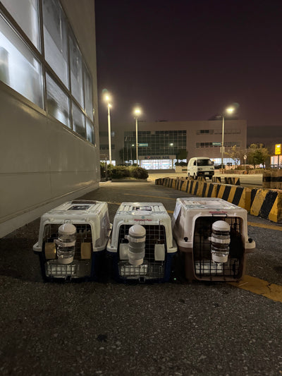 Three of puppies are traveled to Dallas and Hawaii