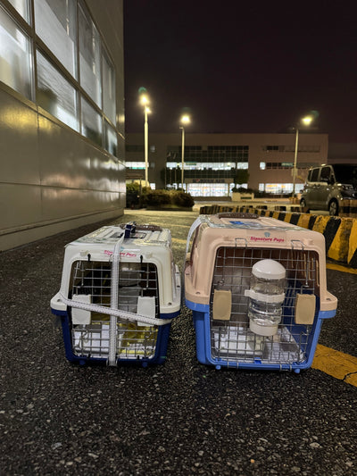 Two of puppies are traveled to Los Angeles and New York