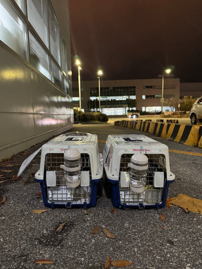 Two of puppies are traveled to Los Angeles and Dallas