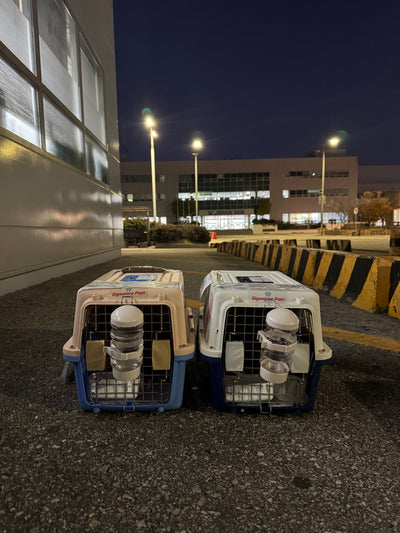 Two of puppies are traveled to New  York