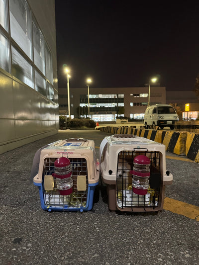 Two of puppies are traveled to New York and Toronto