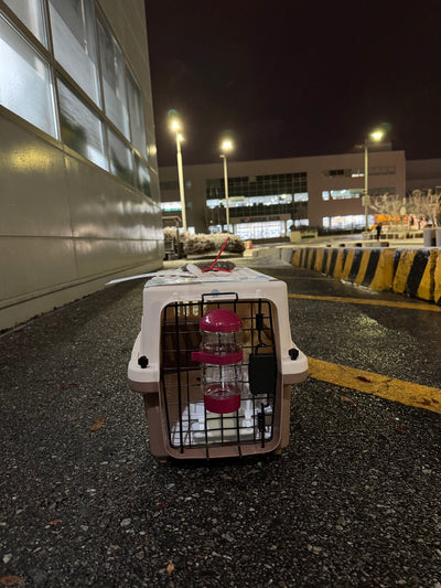 Female Maltipoo Minimi travled to Toronto