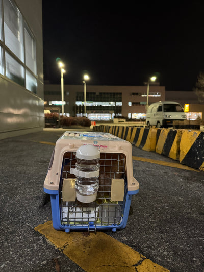 Female Maltipoo Sydney travled to Dallas