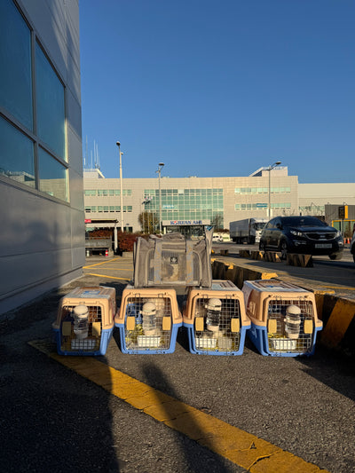 Five of puppies are traveled to Dubai