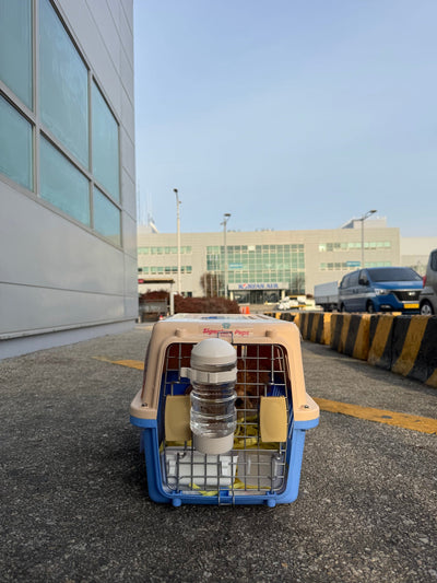 Male Poodle Biscuit travled to Dubai