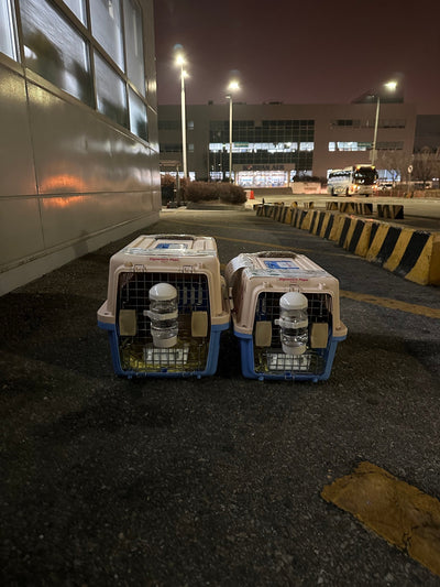 Two of puppies are traveled to Hongkong