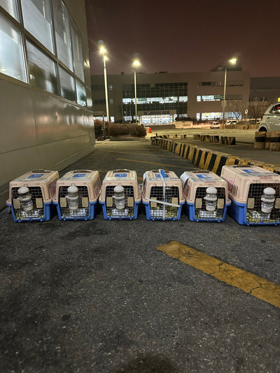 Six of puppies are traveled to New York and Toronto and Los Angeles