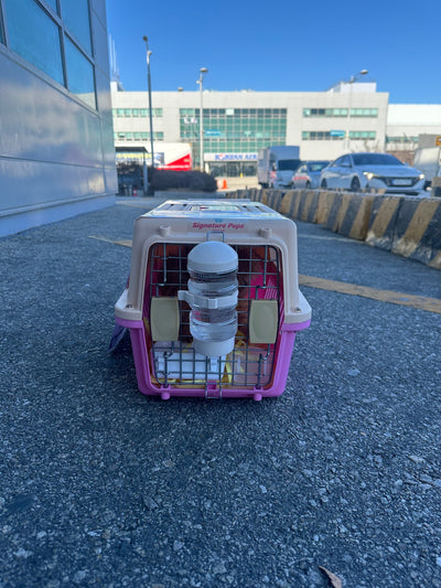 Male Maltipoo Cookie travled to Los Angeles