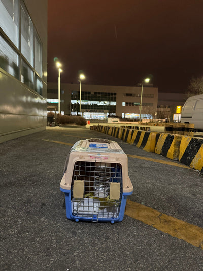 Male Poodle Denny travled to New York