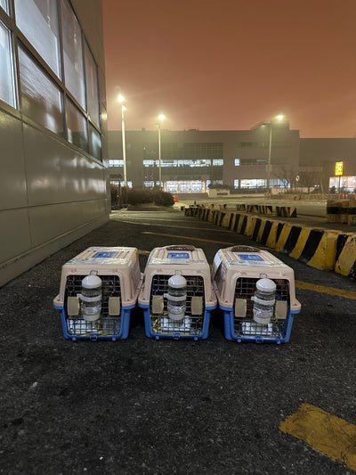 Three of puppies are traveled to New York and San Francisco