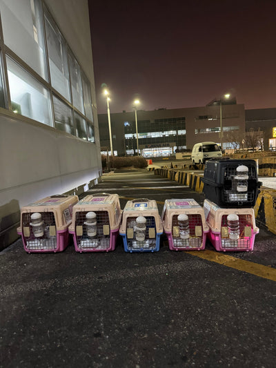 Six of puppies are traveled to New York and Los Angeles and Dallas