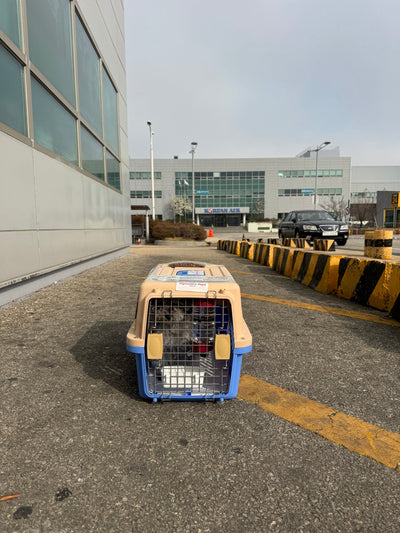 Female Poodle Diane travled to Los Angeles