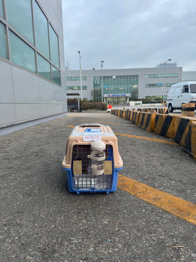 Male Pomeranian Oscar traveled to New York