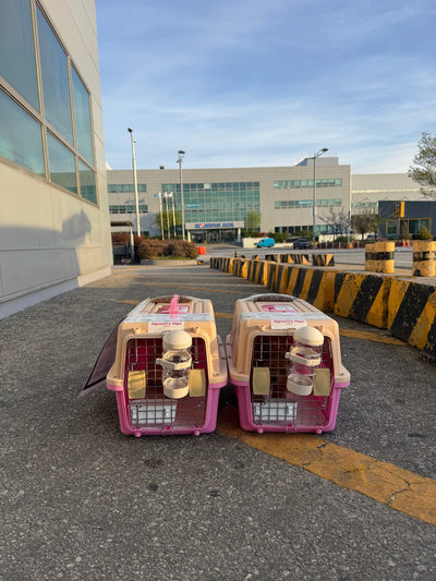 Two of puppies are traveled to Hong Kong