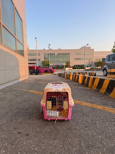 Female Yorkshire Terrier Joy traveled to New York