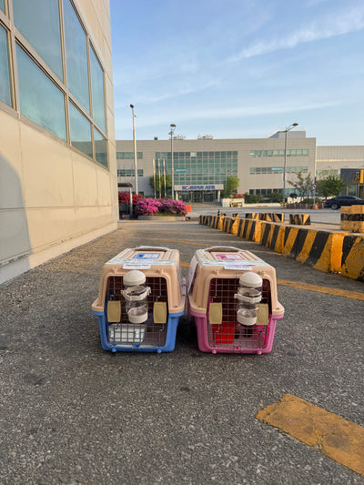 Two of puppies are traveled to San Francisco and New York