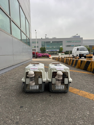 Two of puppies are traveled to Saudi Arabia