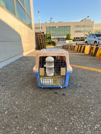 Female Poodle Betty traveled to Los Angeles ♥