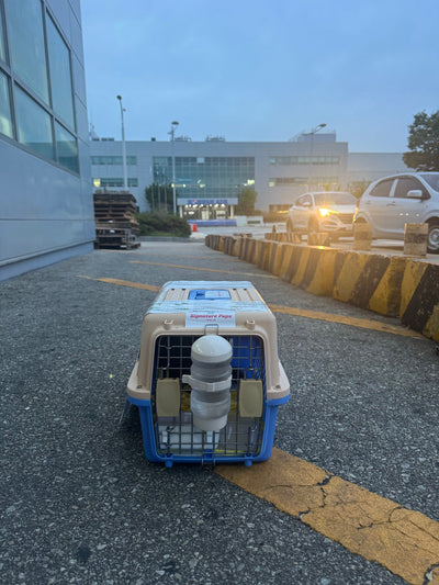 Male Poodle Thor traveled to Los Angeles ♥
